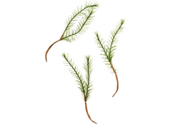 Add On November - EKSTRA Crate Paper - Snowflake - Pine Branches