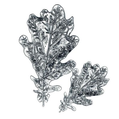 Sizzix 3D Embossing Folder - Oak Leaf