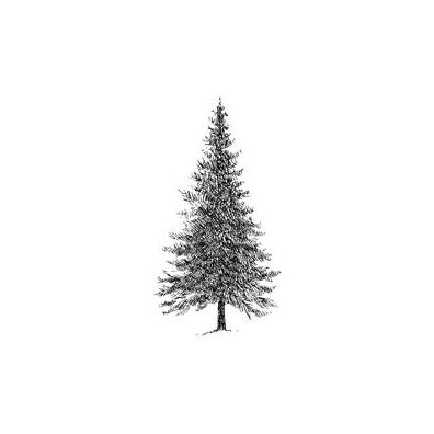 Fir Tree