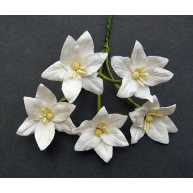 Mulberry Lily Flowers White